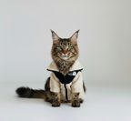 Hairless Cat Clothes Warm Pet Cat Clothes