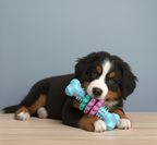 Durable Bone-Shaped Dog Chew Toy – Fun, Healthy & Safe